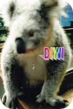 Koala DIWI